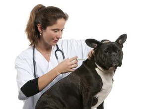 Quelle partie du corps faut-il administrer aux chiens ?