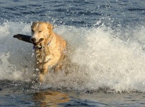 L effet de la castration sur la croissance d un chien