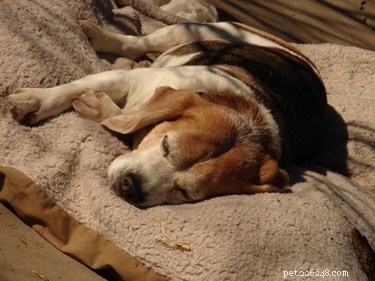 Jaká je normální hladina jaterního enzymu u psa?
