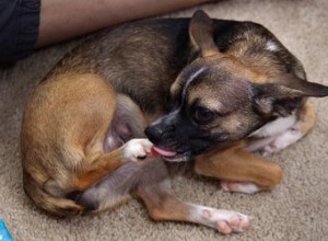 Pourquoi mon chien continue-t-il à se lécher le pied ?