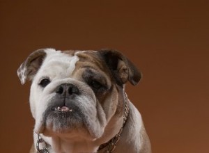 Comment prévenir les flatulences du bouledogue