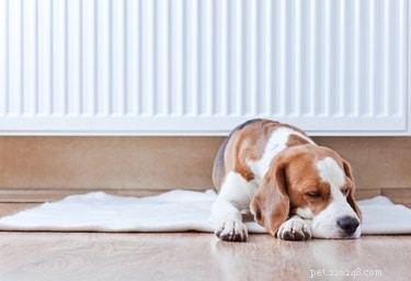 Jak vyčistit psí moč z laminátové podlahy
