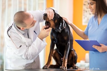 Tekenen en symptomen van keelkanker bij honden