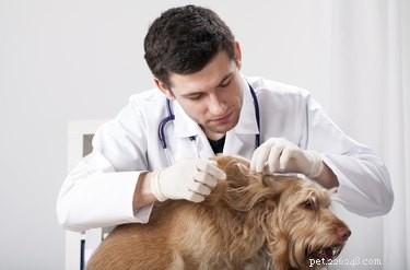 Могут ли собаки заразиться вшами?