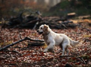 Effets secondaires de Drontal Plus pour les chiens