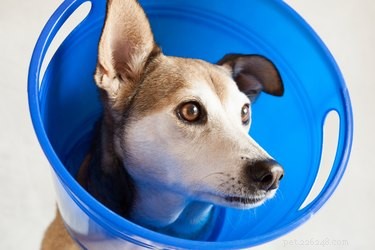 Как сделать конус из головы собаки, чтобы предотвратить зализывание раны