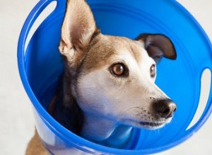 傷口をなめるのを防ぐために犬の頭の円錐形を作る方法 