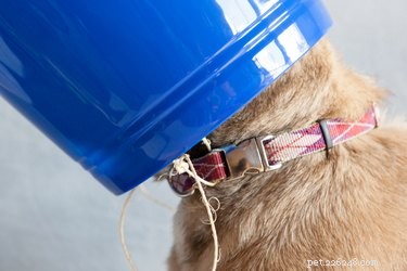 Comment fabriquer un cône de tête de chien pour empêcher le léchage de plaie