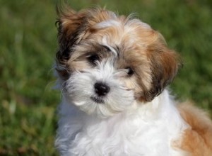 Problèmes oculaires courants chez les Shih Tzu