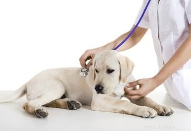 Macrolone-medicatie voor honden