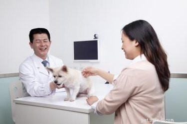 Macrolone-medicatie voor honden
