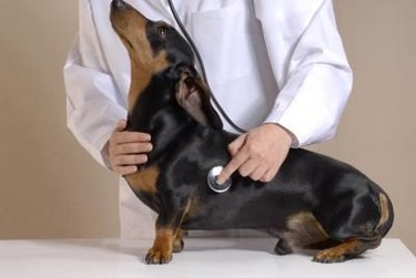 Medicamento de macrolona para cães