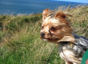 Traitement de la toux chez les chiens Yorkie