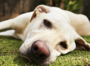 Congestion des muqueuses chez le chien