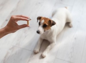 Comment donner de l huile de poisson aux chiens