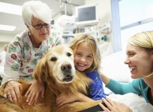 Remèdes naturels pour la bronchite chez le chien