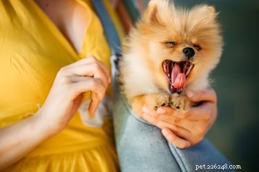 Tylenol voor kinderen aan honden geven