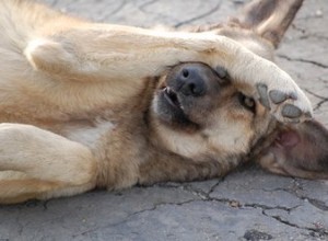 Systémová kvasinková infekce u psů