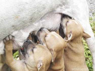 Remédios naturais para mastite em cães
