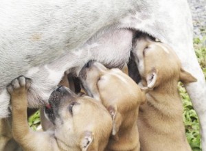 犬の乳腺炎の自然療法 