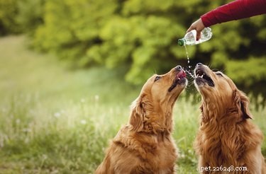 Natuurlijke remedies voor mastitis bij honden
