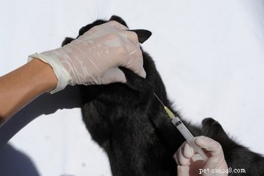 De bijwerkingen van een hondenziekte-injectie voor honden