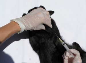 Les effets secondaires d un vaccin contre la maladie de Carré chez les chiens