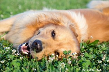 Sintomas de dores de dente em cães