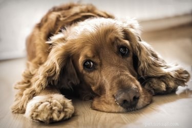 Varför tappar en hund hår och luktar illa