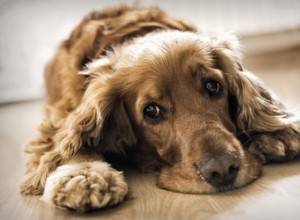 Pourquoi un chien perd ses poils et sent mauvais