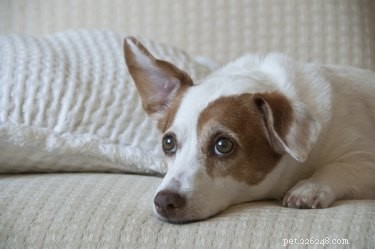 Domácí léky na páchnoucí psí uši