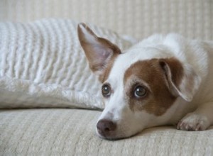 Remèdes maison pour les oreilles de chien malodorantes