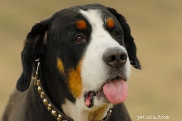 Euthanasie canine due à une insuffisance rénale