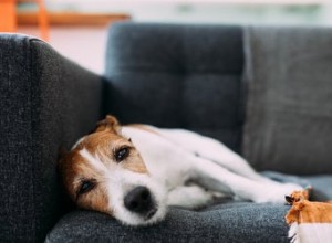 Signes et symptômes d un faible taux de potassium chez le chien