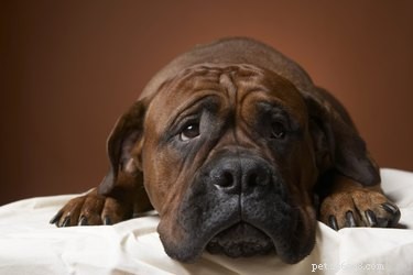 Sinais e sintomas de baixo teor de potássio em cães