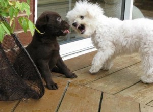 犬のための市販の不安神経症の薬 