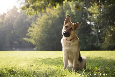 Симптомы смерти собаки от парвовируса