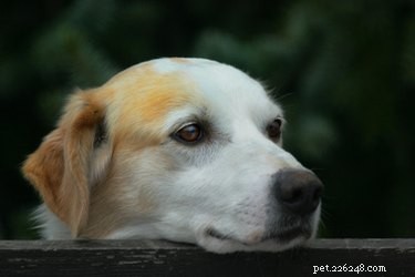 Pelle pruriginosa su un cane dopo l intervento chirurgico