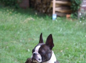 Comment savoir si votre chien Boston Terrier est enceinte