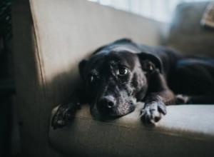 犬のための自家製スプリントの作り方 