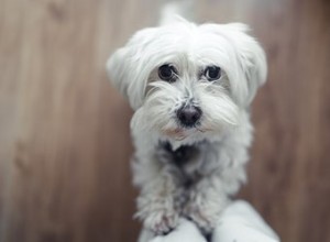 Comment savoir si votre chien maltais est enceinte ?