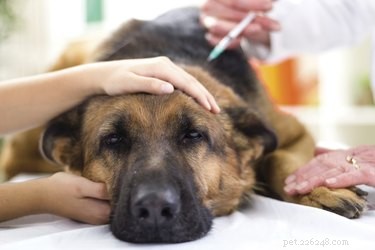 Nežádoucí účinky morfia na psy