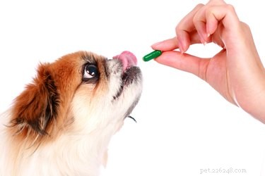 Efeitos colaterais da glucosamina para um cão