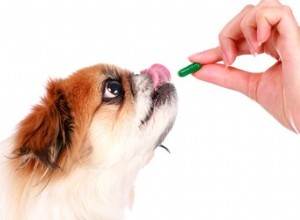 Nežádoucí účinky glukosaminu pro psa