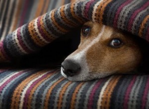 Comment envelopper les chiens pour traiter l anxiété