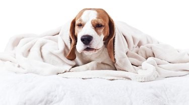 Huismiddel tegen niezen bij honden
