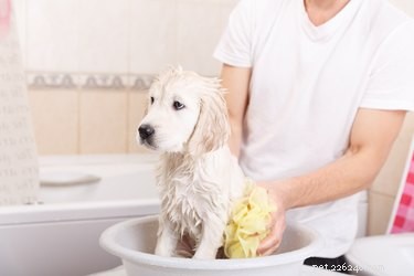 Hoe maak je whitening hondenshampoo
