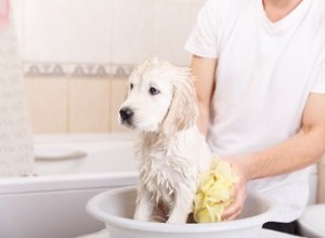 Comment faire du shampoing blanchissant pour chien