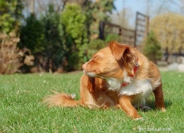 Ivermektindosering för hundar