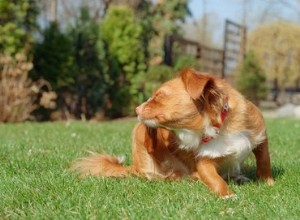 犬のためのイベルメクチン投与 